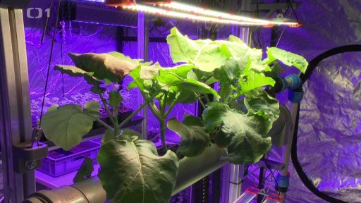 AI pěstuje rostliny