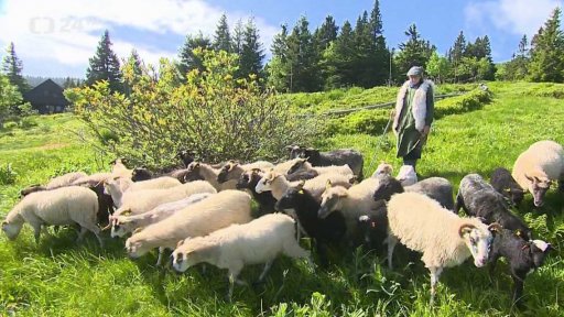 Návrat ovcí pod Praděd