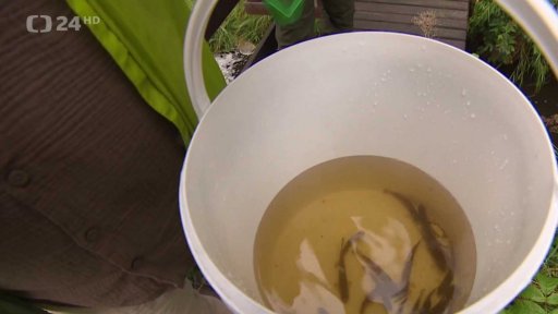 Na západě Čech obnovují populaci pstruhů