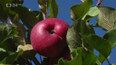 Šťastný rok pro jablka