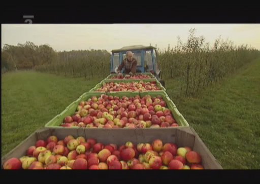 Sběr jablek a úroda