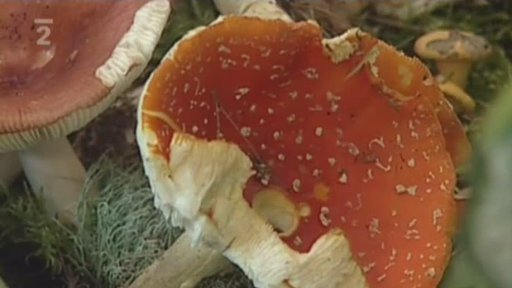 Houbařské slavnosti