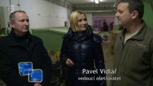 Ředitel ošetřovatelem žiraf