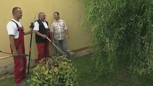 Prořezávání vrby