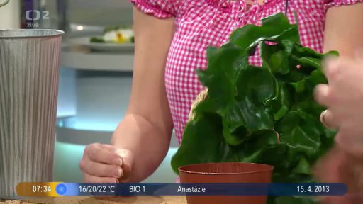 Přesazujeme hrnkové květiny + Soutěž