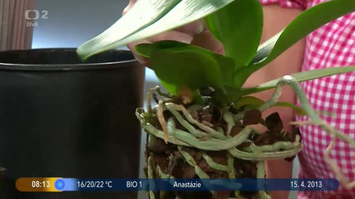 Přesazujeme hrnkové květiny