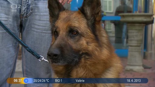 Beseda: Výcvik psů