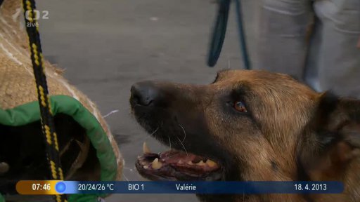 Beseda: Výcvik psů