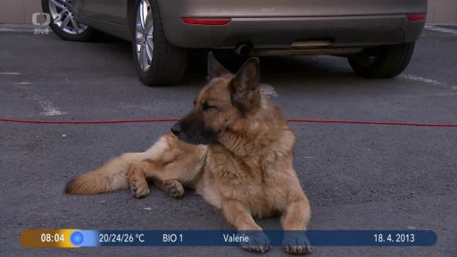 Beseda: Výcvik psů