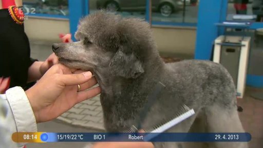 Beseda: Stříhání pejsků