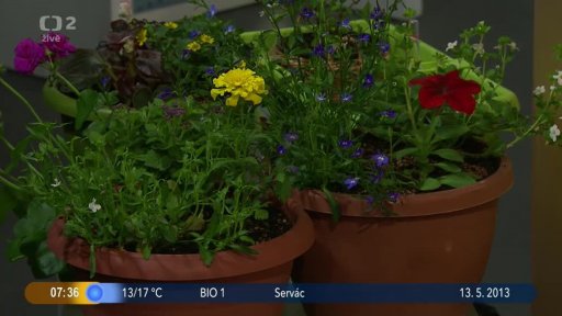 Osazujeme truhlíky na léto