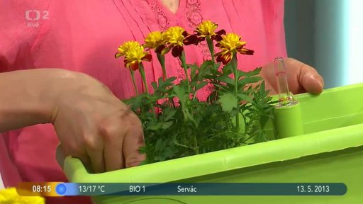 Osazujeme truhlíky na léto