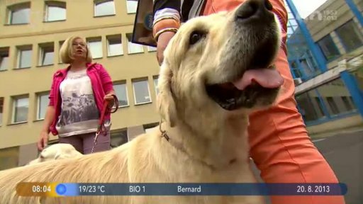 Beseda: Psí šampióni