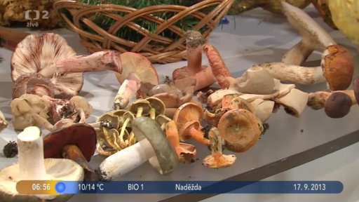 Beseda: Rady a tipy pro houbaře