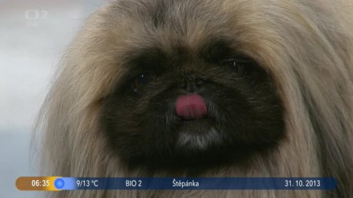 Beseda: Pekingský palácový psík