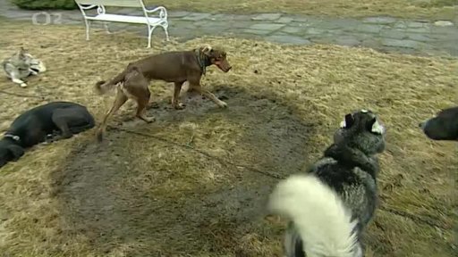 Beseda: Psí spřežení