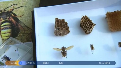 Beseda: Hrůza z hmyzu