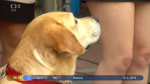 Beseda: Vodící psi