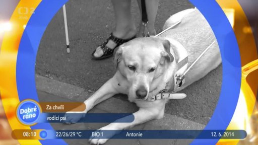 Beseda: Vodící psi