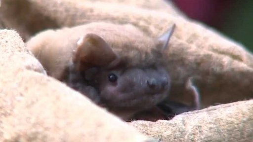 V Olomouci sčítali netopýry