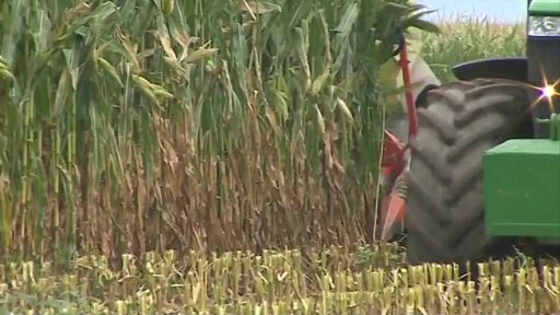 Zloděj sklidil pole s kukuřicí