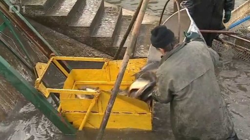 Méně kaprů kvůli suchu