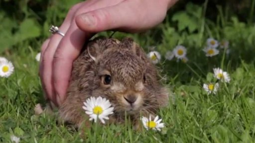 Kampaň "Ty nejsi moje máma"