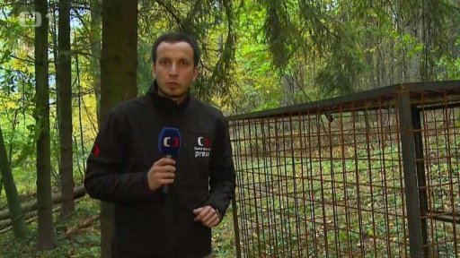 Odlov divokých prasat