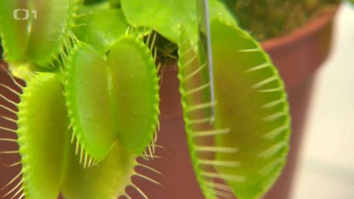 Anestetika a rostliny