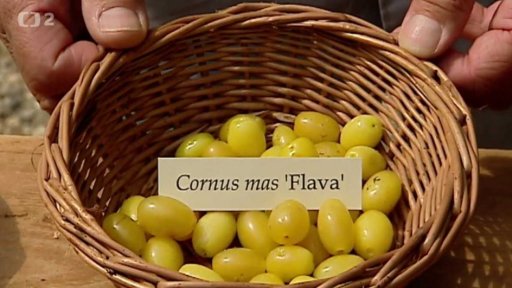 RTV Rzeszów: Dřín