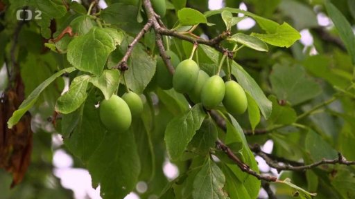 MTVA Szeged: Zachránce stromů