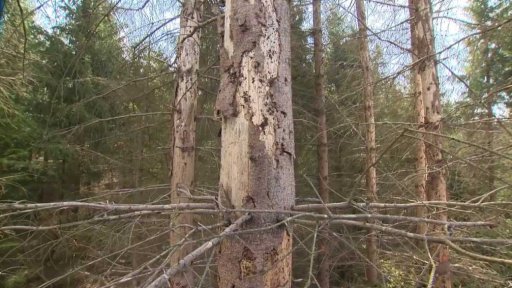 Kůrovcová kalamita