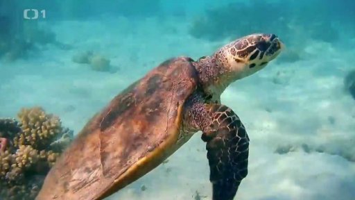 ZOO zachraňuje želvy