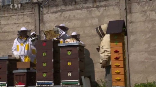 Stáčení medu ve věznici