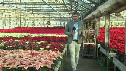 Dobročinná sbírka - vánoční hvězdy