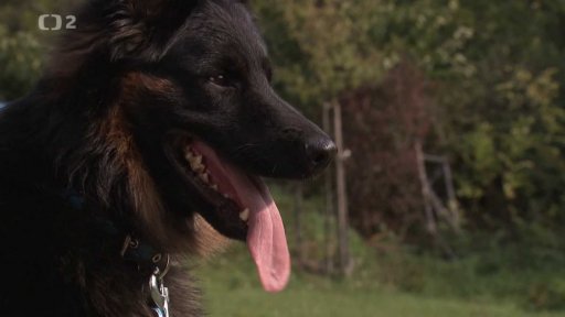 ČT Brno: česká psí plemena