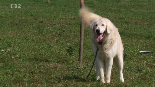 RTVS Košice: Slovenský čuvač