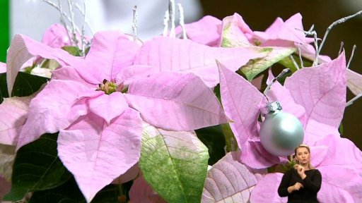 adventní květinová výzdoba, Miky Drobný - 2. část