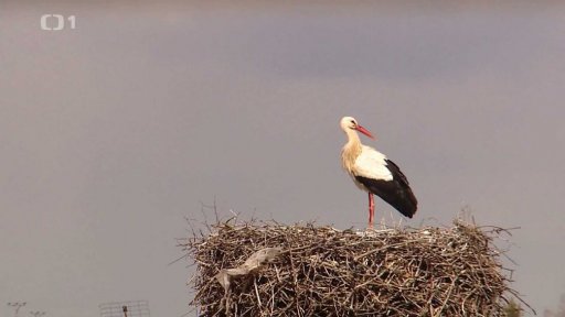 Do Česka se vracejí čápi