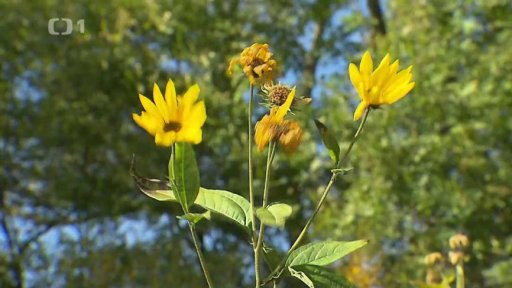 Potíže s topinamburem