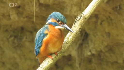 ČT Ostrava: Rybníkáři v Poodří