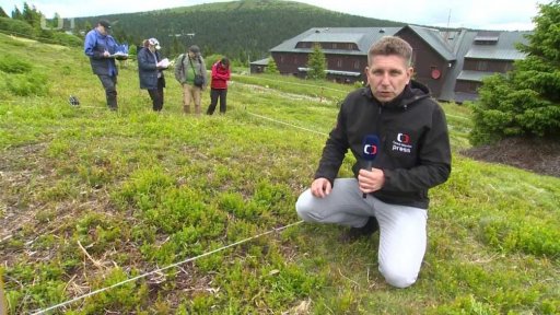 Koně zachraňují floru Pradědu