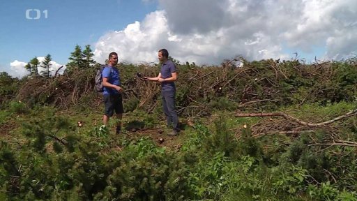 Kácení kleče na vrcholu Jeseníků