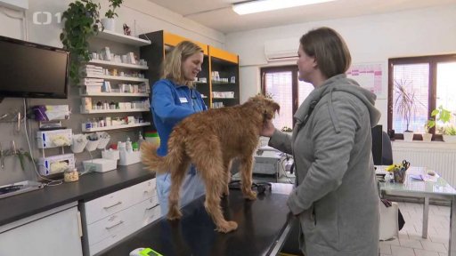 Přípravy centrální evidence psů