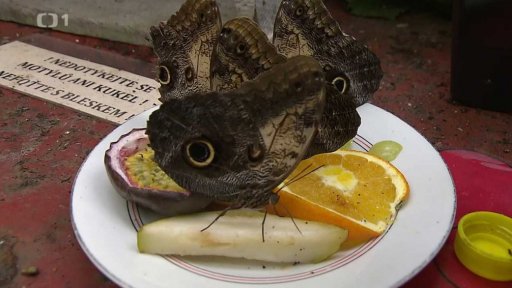 Líhnutí vzácných motýlů