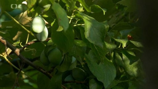 TVP Kraków: Síla přírody