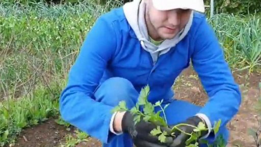 Slavík zahradníkem