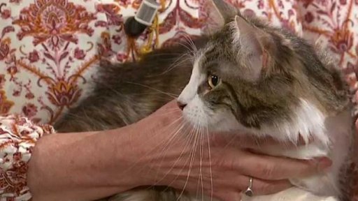 Poradna: felinoterapie, 1. část