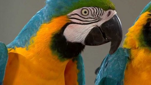 Chováme papoušky, 2. část