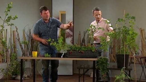 Pěstování drobného zahradního ovoce